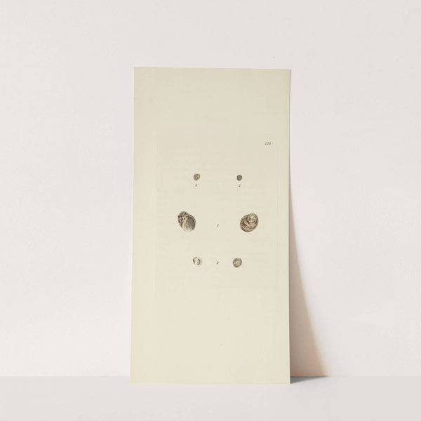 The mineral conchology of Great Britain Pl.506 by James Sowerby