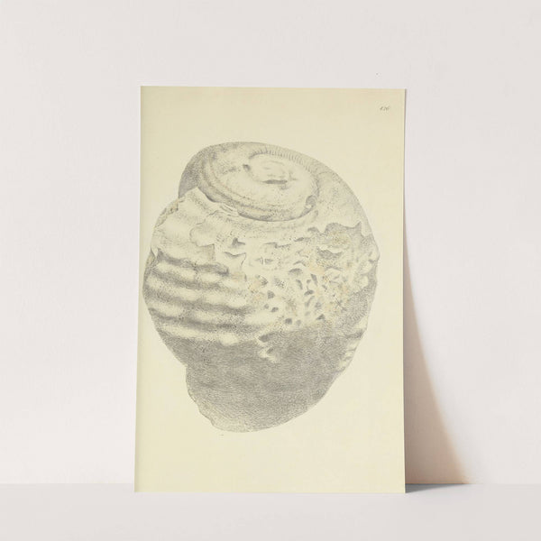 The mineral conchology of Great Britain Pl.508 by James Sowerby