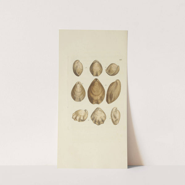 The mineral conchology of Great Britain Pl.518 by James Sowerby