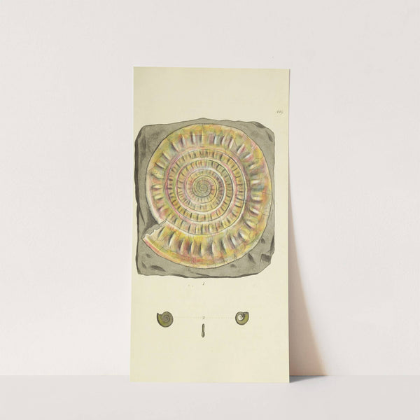 The mineral conchology of Great Britain Pl.531 by James Sowerby