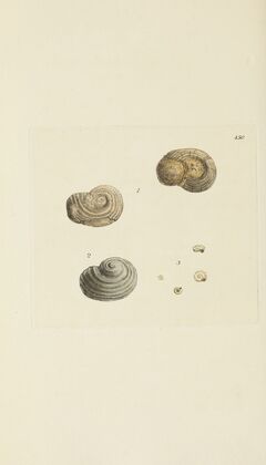 The mineral conchology of Great Britain Pl.532