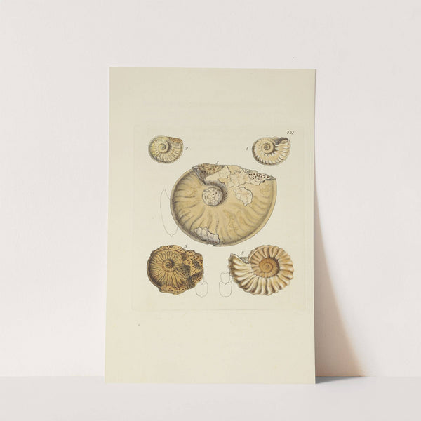 The mineral conchology of Great Britain Pl.533 by James Sowerby