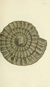 The mineral conchology of Great Britain Pl.535