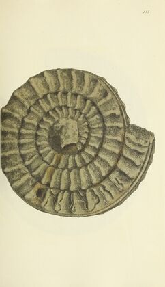 The mineral conchology of Great Britain Pl.535