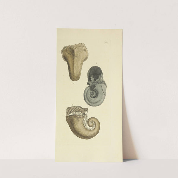 The mineral conchology of Great Britain Pl.550 by James Sowerby