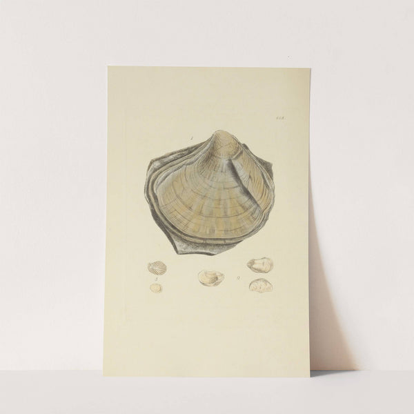 The mineral conchology of Great Britain Pl.569 by James Sowerby