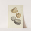 The mineral conchology of Great Britain Pl.572 by James Sowerby