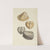 The mineral conchology of Great Britain Pl.572 by James Sowerby