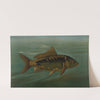 The Mirror Carp, Cyprinus carpio. by John L. Petrie