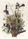 The mocking bird