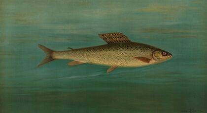 The Montana Grayling, Thymallus signifer montanus. (1898)