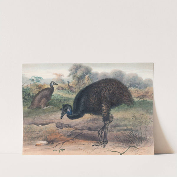 The Mooruk by Joseph Wolf