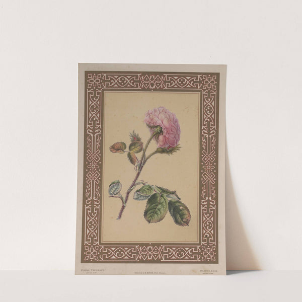 The Moss Rose by James Andrews