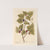The mulberry tree by Elizabeth Blackwell