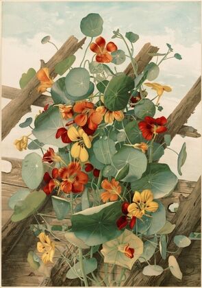 The Nasturtiums, No. 2