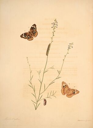 The natural history of the rarer lepidopterous insects of Georgia Pl.008