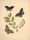 The natural history of the rarer lepidopterous insects of Georgia Pl.010
