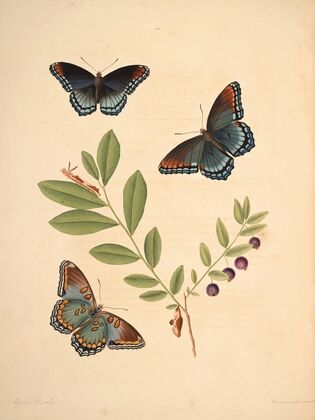 The natural history of the rarer lepidopterous insects of Georgia Pl.010