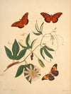 The natural history of the rarer lepidopterous insects of Georgia Pl.012