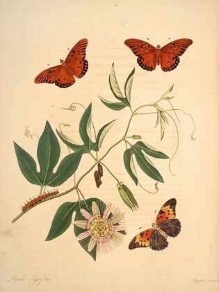The natural history of the rarer lepidopterous insects of Georgia Pl.012