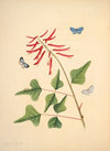 The natural history of the rarer lepidopterous insects of Georgia Pl.015