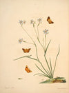 The natural history of the rarer lepidopterous insects of Georgia Pl.016