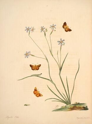 The natural history of the rarer lepidopterous insects of Georgia Pl.016