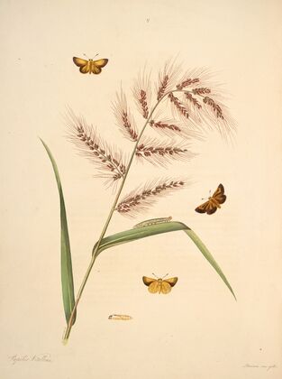 The natural history of the rarer lepidopterous insects of Georgia Pl.017