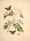 The natural history of the rarer lepidopterous insects of Georgia Pl.019