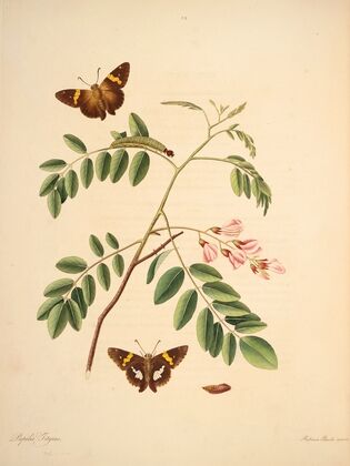 The natural history of the rarer lepidopterous insects of Georgia Pl.019