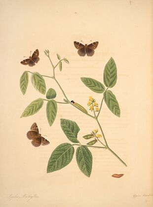 The natural history of the rarer lepidopterous insects of Georgia Pl.022