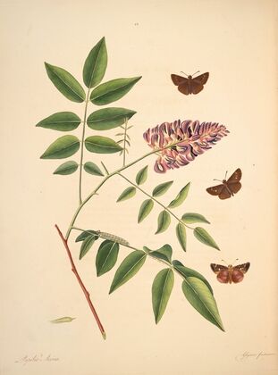 The natural history of the rarer lepidopterous insects of Georgia Pl.023