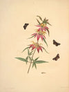 The natural history of the rarer lepidopterous insects of Georgia Pl.024