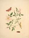 The natural history of the rarer lepidopterous insects of Georgia Pl.025