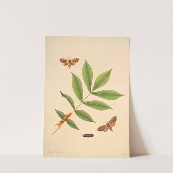 The natural history of the rarer lepidopterous insects of Georgia Pl.029 by James Edward Smith