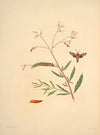 The natural history of the rarer lepidopterous insects of Georgia Pl.031