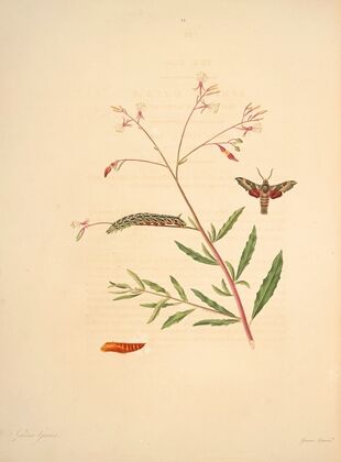 The natural history of the rarer lepidopterous insects of Georgia Pl.031