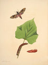 The natural history of the rarer lepidopterous insects of Georgia Pl.032