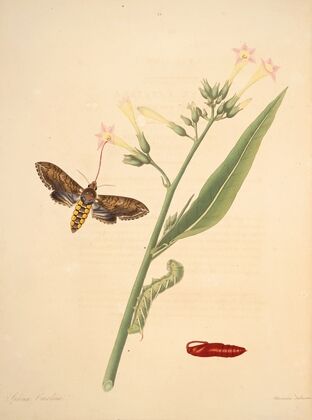 The natural history of the rarer lepidopterous insects of Georgia Pl.033