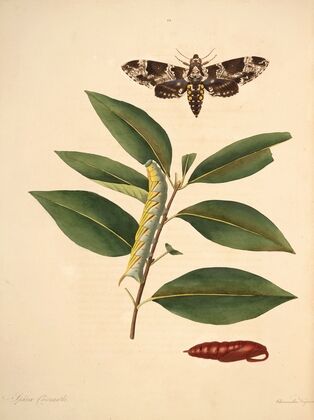 The natural history of the rarer lepidopterous insects of Georgia Pl.034