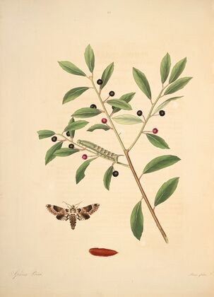 The natural history of the rarer lepidopterous insects of Georgia Pl.035
