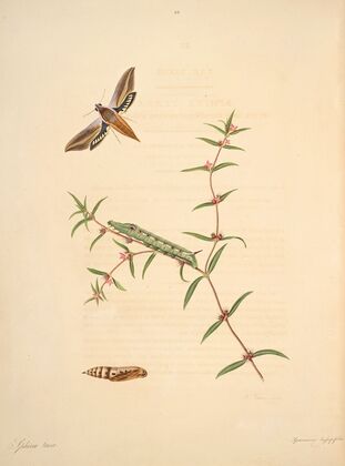 The natural history of the rarer lepidopterous insects of Georgia Pl.038