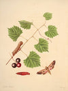 The natural history of the rarer lepidopterous insects of Georgia Pl.041