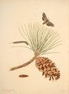 The natural history of the rarer lepidopterous insects of Georgia Pl.042