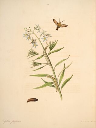 The natural history of the rarer lepidopterous insects of Georgia Pl.043