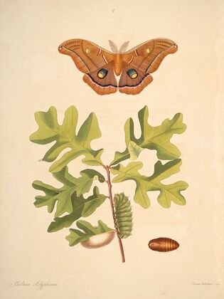 The natural history of the rarer lepidopterous insects of Georgia Pl.047