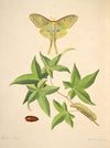 The natural history of the rarer lepidopterous insects of Georgia Pl.048