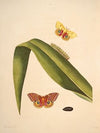 The natural history of the rarer lepidopterous insects of Georgia Pl.049