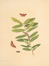 The natural history of the rarer lepidopterous insects of Georgia Pl.051
