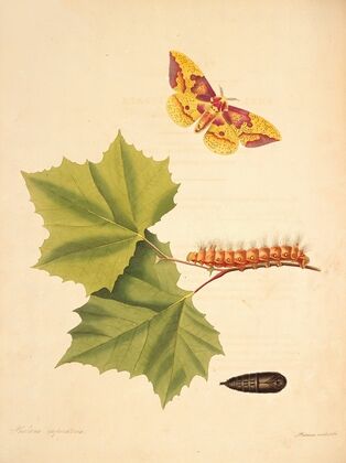 The natural history of the rarer lepidopterous insects of Georgia Pl.055